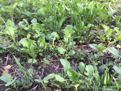Couvert de radis, féverole et avoine