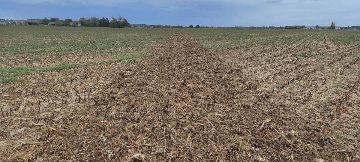 Semer avec un biais par rapport au maïs fluidifie l'écoulement des résidus
