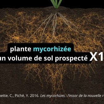 Plante mycorhizée = volume de sol prospecté x100