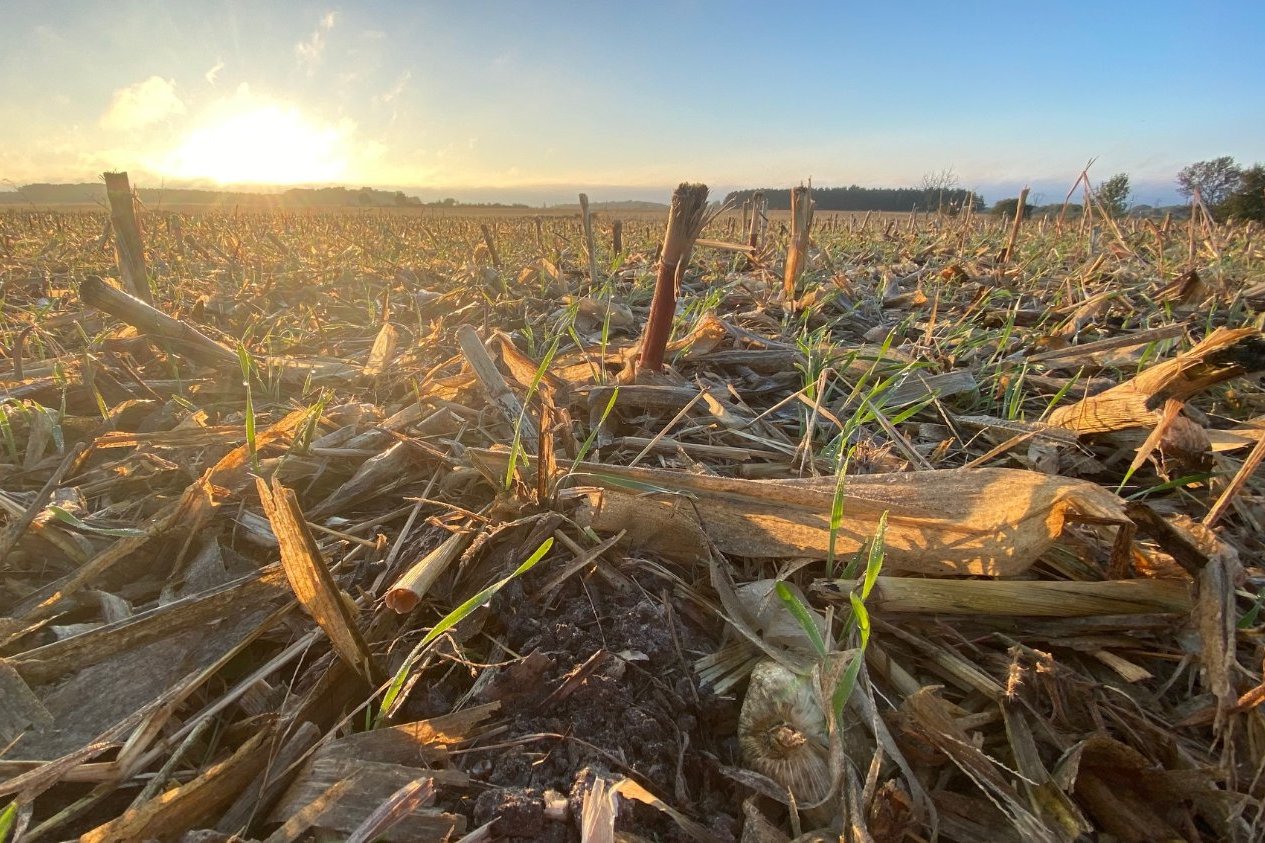 Premières levées d'automne
