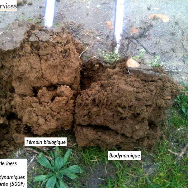 Sol de vigne, côtes du Rhône