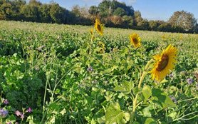 Couvert semé à la volée en 2024 dans le Nord