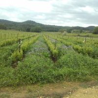 Couverts végétaux en vigne