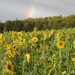 Couleurs d'automne