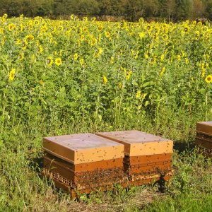 Couvert et abeilles dans l'Ain