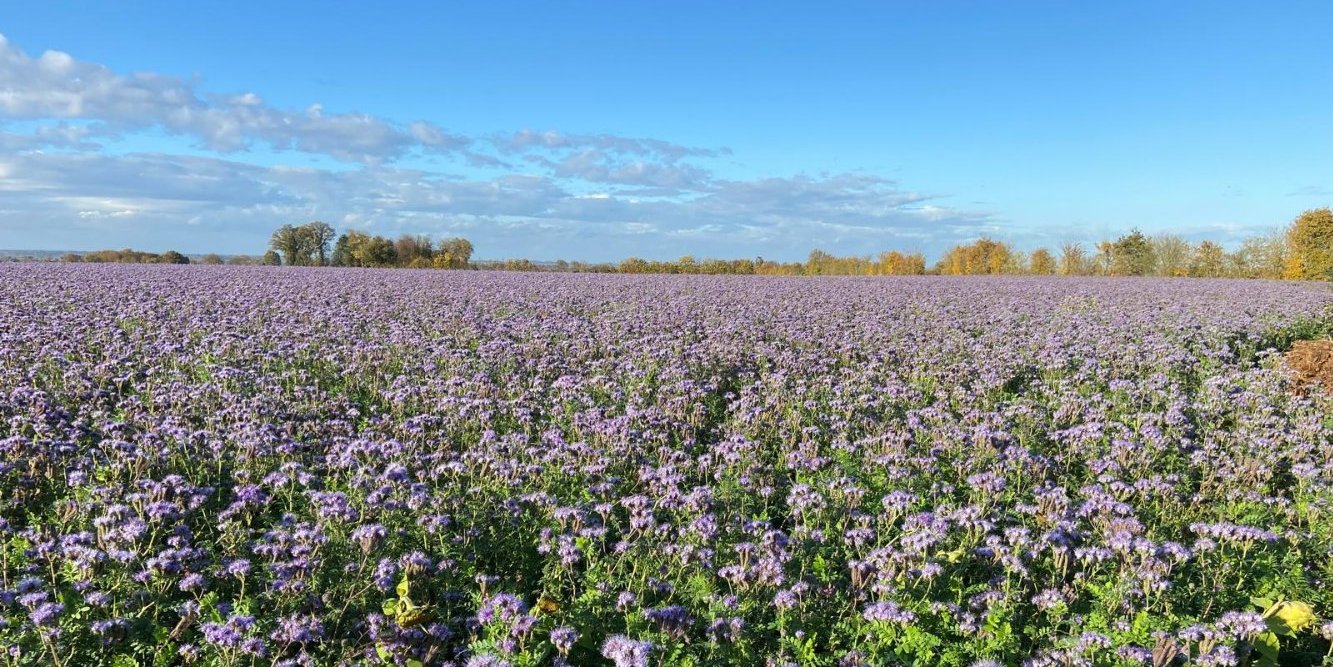 sites/agriculture-de-conservation.com/IMG/jpg/phacelie_en_bretagne_-_ft_-_31-10-25.jpg