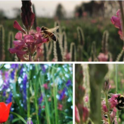 Pollinisation
