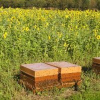 Couvert et abeilles dans l'Ain