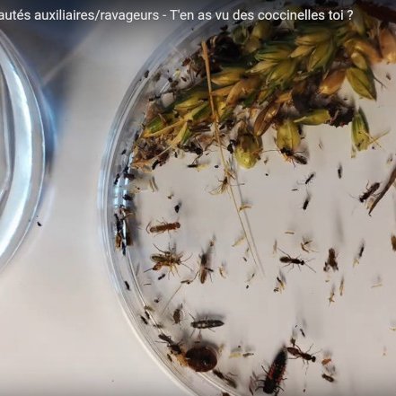 Extrait vidéo communautés d'insectes en grandes cultures