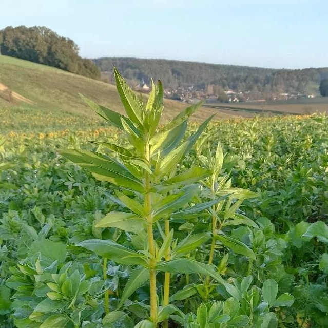 Agriculture régénérative : une étude bouscule les idées reçues