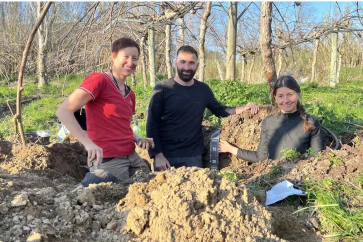 En production de kiwis dans les Pyrénées Orientales
