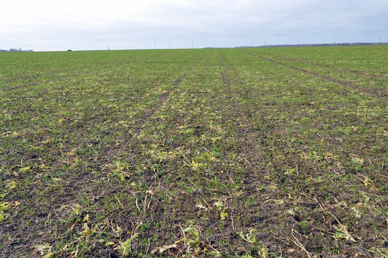 Blé semé dans un couvert vivant