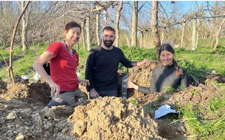 En production de kiwis dans les Pyrénées Orientales