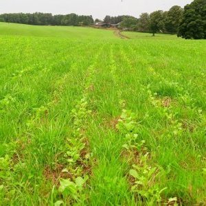 Strip-till en prairie 