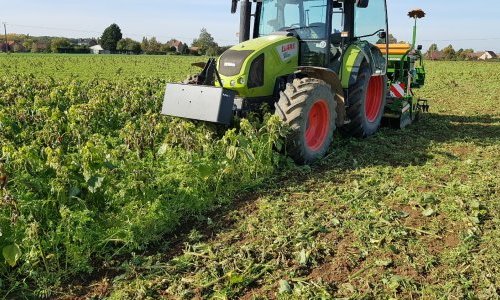 SD de blé dans un couvert après pois