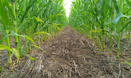 Maïs en agriculture de conservation des sols