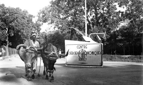 Bambey, Sénégal - 1958