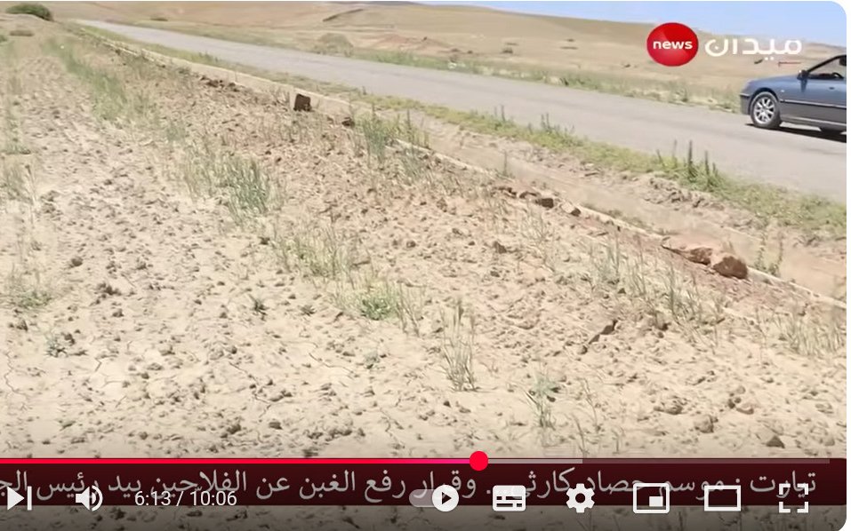 Parcelle de blé - sud algérien - mai 2025