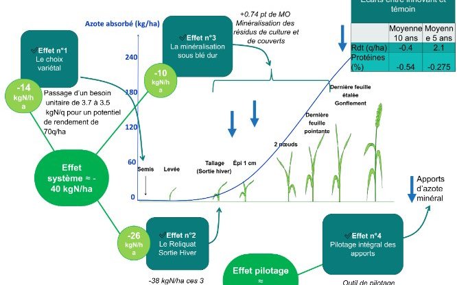 Quantification des économies d'azote minéral apporté sur blé dur innovant au regard de la courbe théorique des besoins en azote