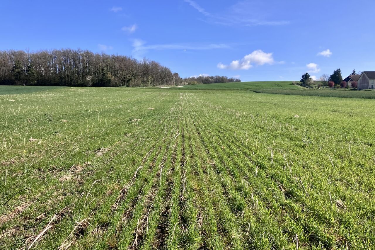 Blé bio en SD chez Fabien Driat (Aube)