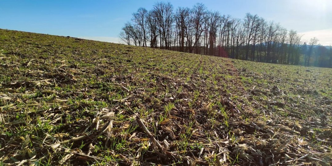 Levée d'un triticale sur résidus de maïs