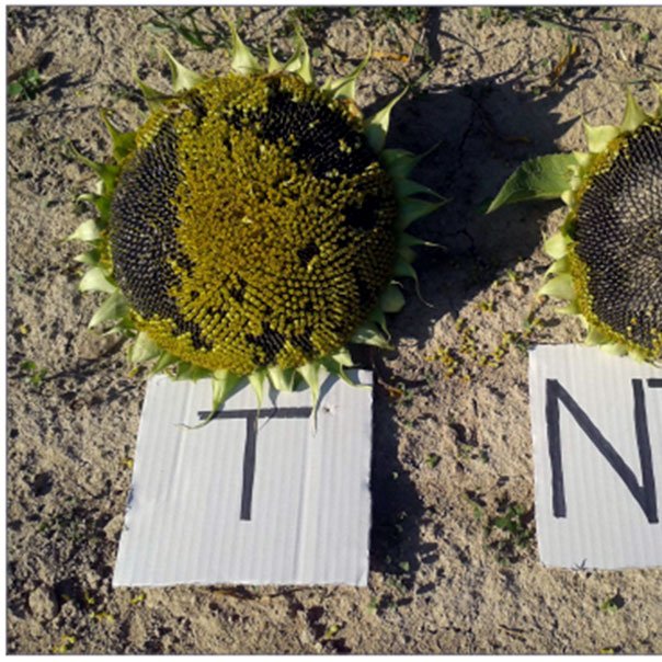 Comparaison (têtes de tournesol)