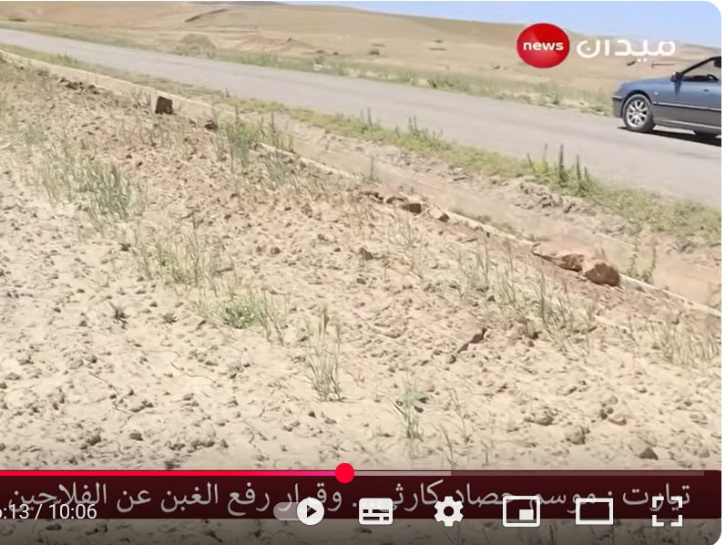 Parcelle de blé - sud algérien - mai 2025