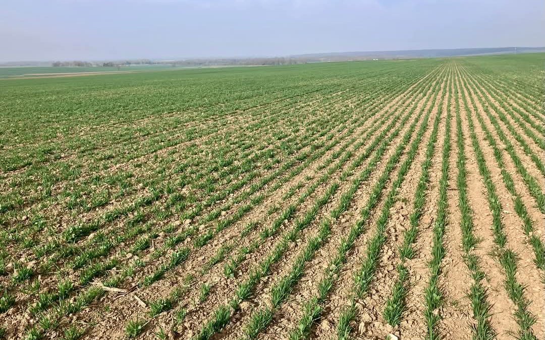 Avoine blanche et féverole d'hiver en bio
