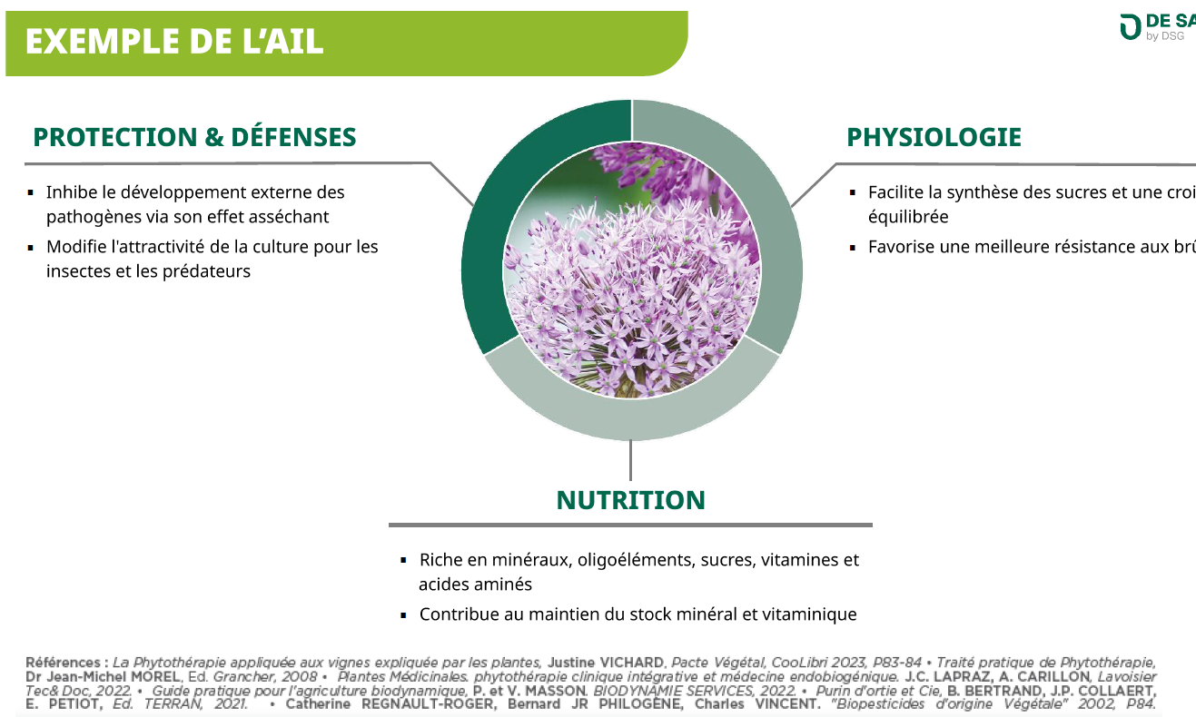 L'ail