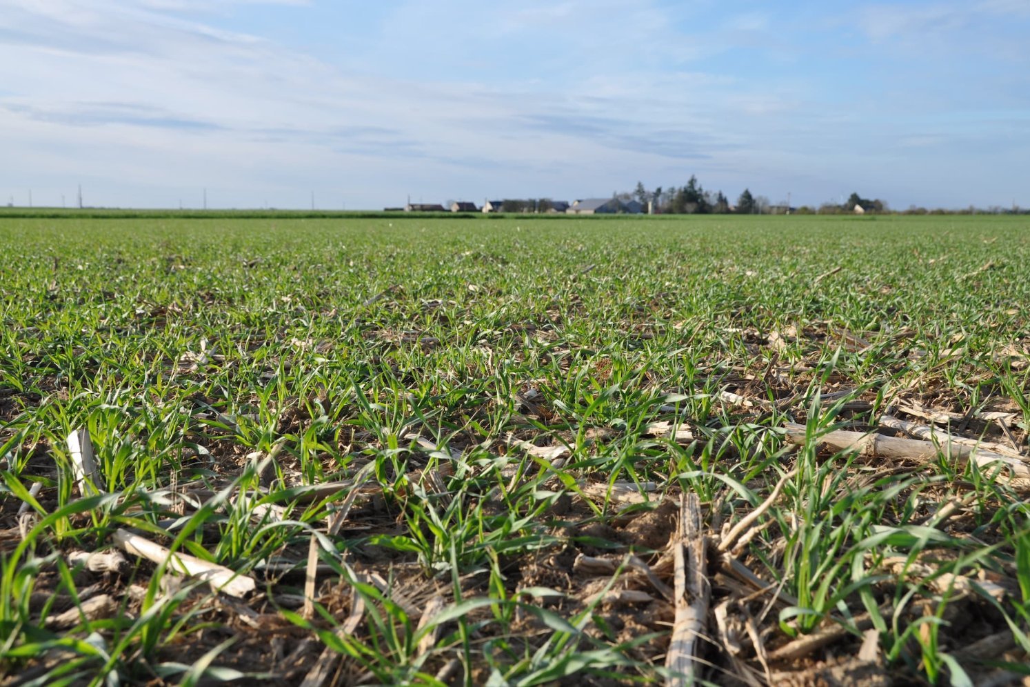 Levée du blé après le Compil