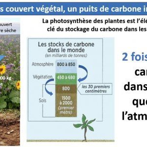 Couverts végétaux et carbone 