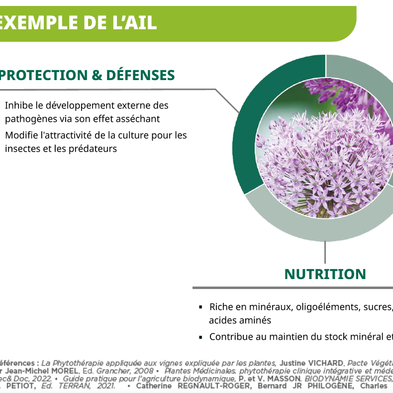 L'ail
