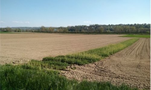 Fig 1. Bande de couvert non détruite au sein de la parcelle : refuge pour les auxiliaires 