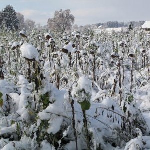 Sous la protection du couvert et de la neige