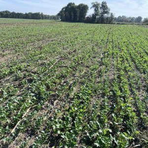 Colza après maïs ensilage