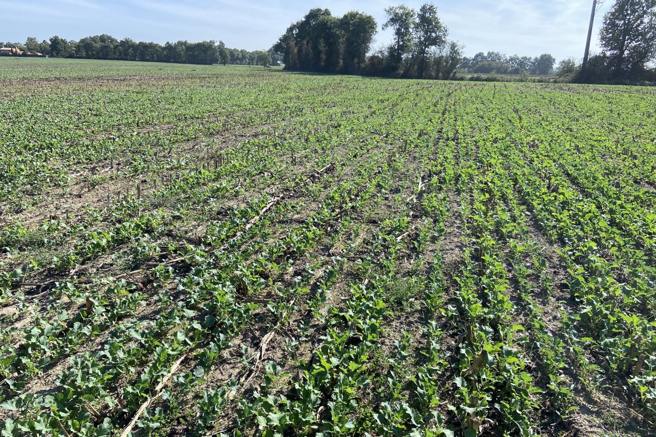 Colza après maïs ensilage