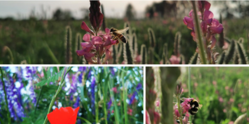 Pollinisation