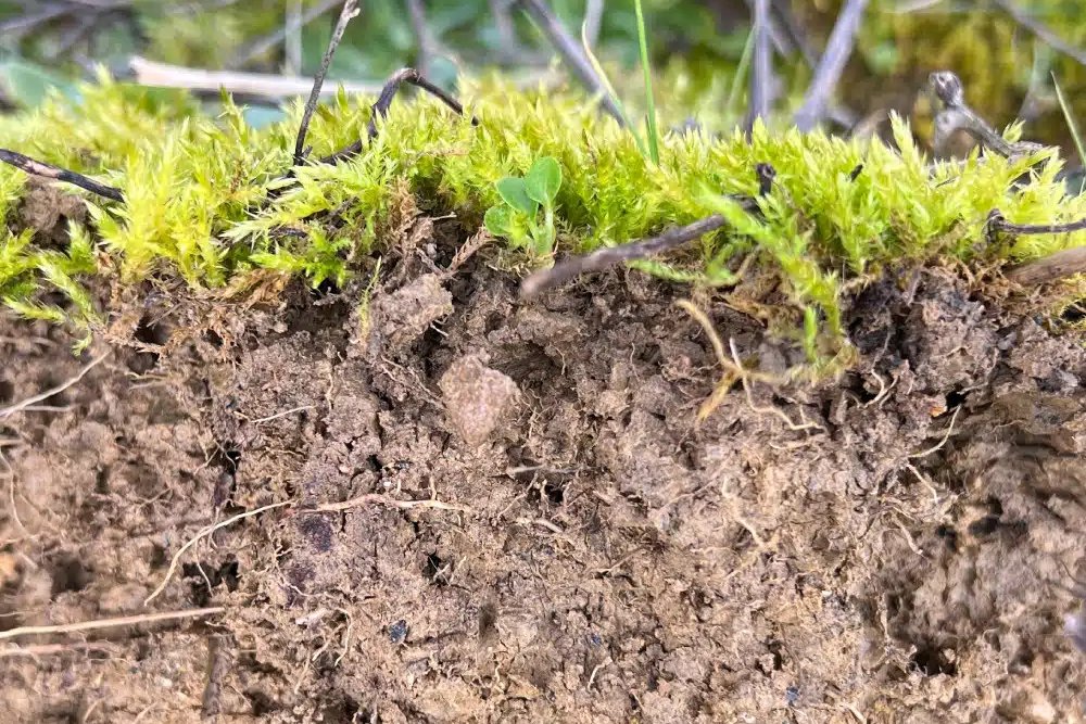 Structure du sol sous la mousse