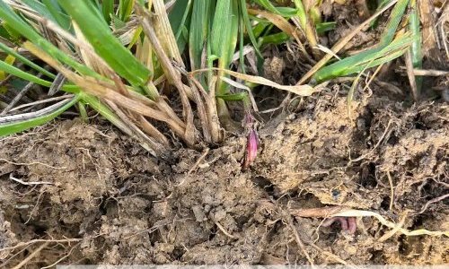 Structure du sol sous graminée