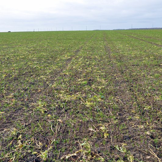 Blé semé dans un couvert vivant