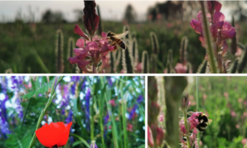 Pollinisation