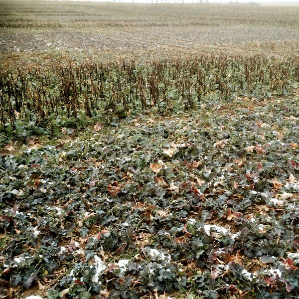 sites/agriculture-de-conservation.com/IMG/jpg/colza-associe-allier.jpg