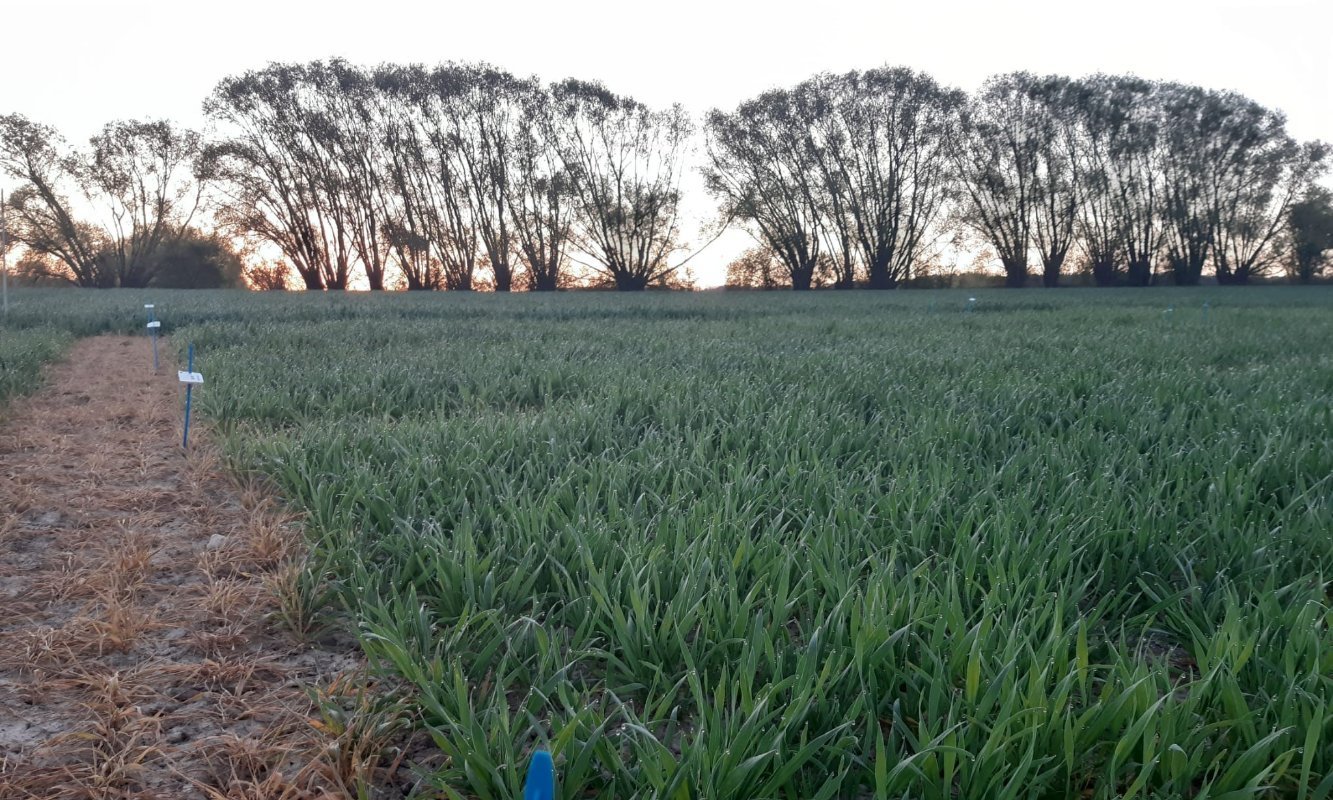 Essai de blé avec analyse de sève chez Rosier