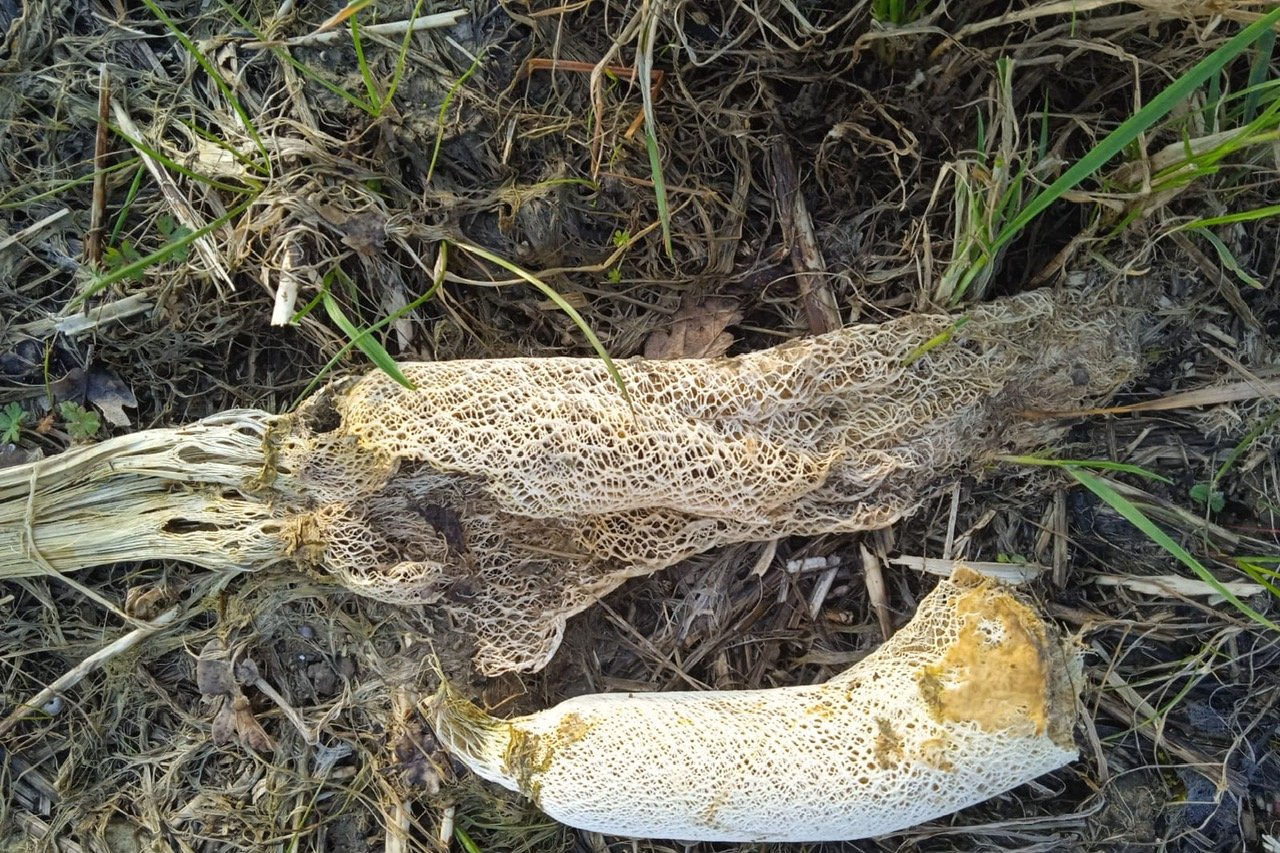 Petits sacs d'engrais naturels