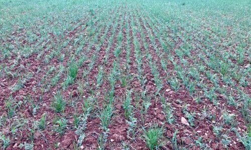 Association pois chiche, triticale, trèfle et lotier dans l'Aube, en production biologique