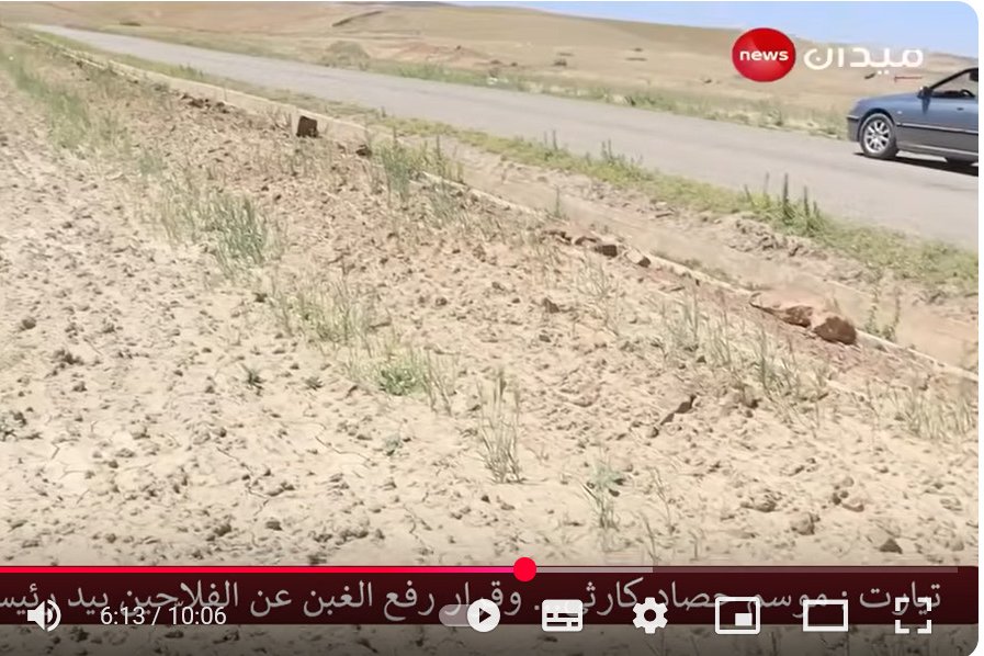 Parcelle de blé - sud algérien - mai 2025