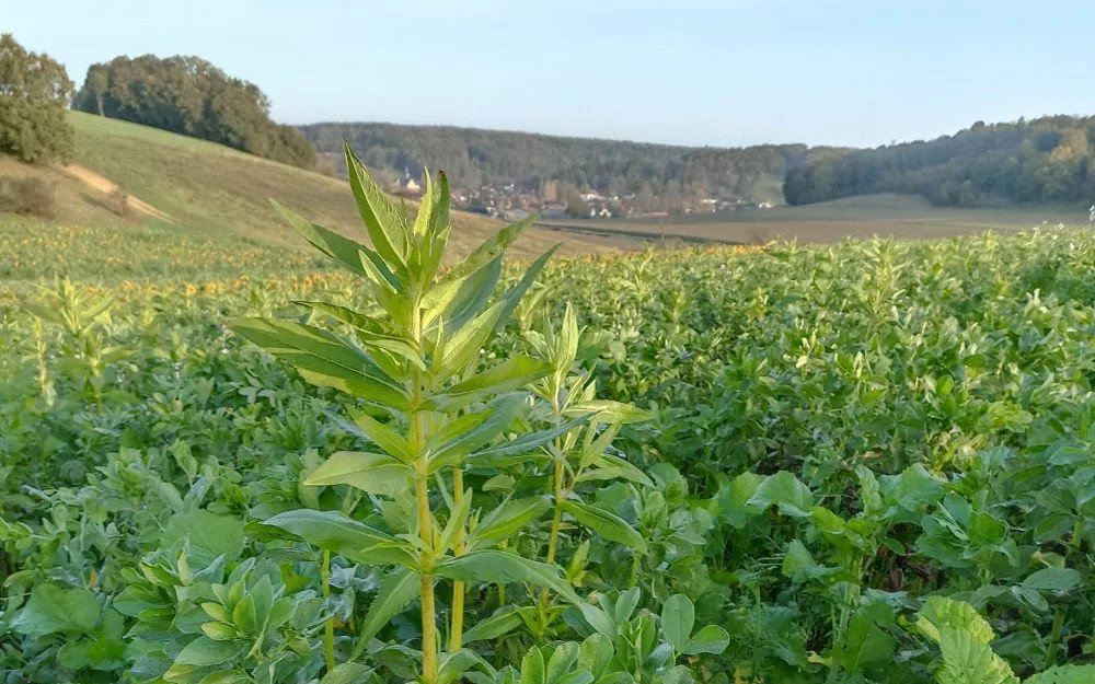 Agriculture régénérative : une étude bouscule les idées reçues