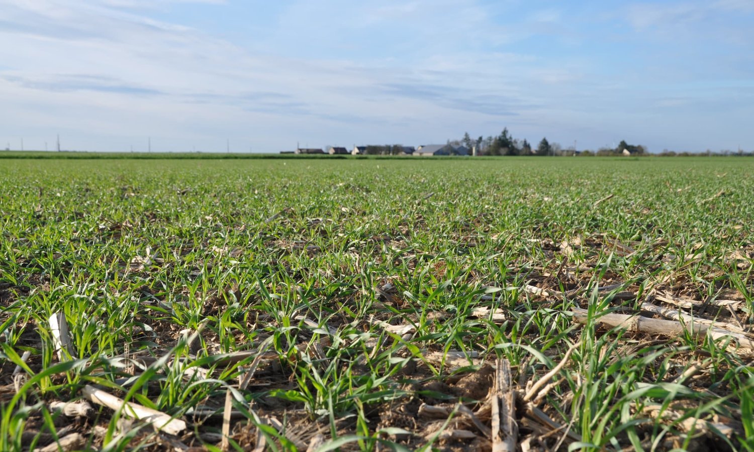 Levée du blé après le Compil