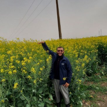 Colza département d'El Tarf, Algérie - mars 2022