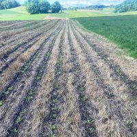 Semis de betterave sur bande fraisée - Suisse mai 2025